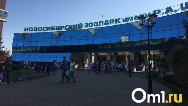 Директор Новосибирского зоопарка пересчитает голоса за имена медвежат