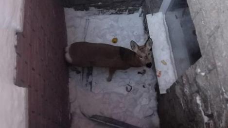 В минприроды рассказали, сколько косуль уже спасено из Омска