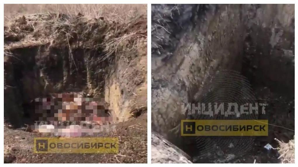 «Всё это пойдёт в грунтовые воды»: стихийный скотомогильник шокировал жителей деревни под Новосибирском