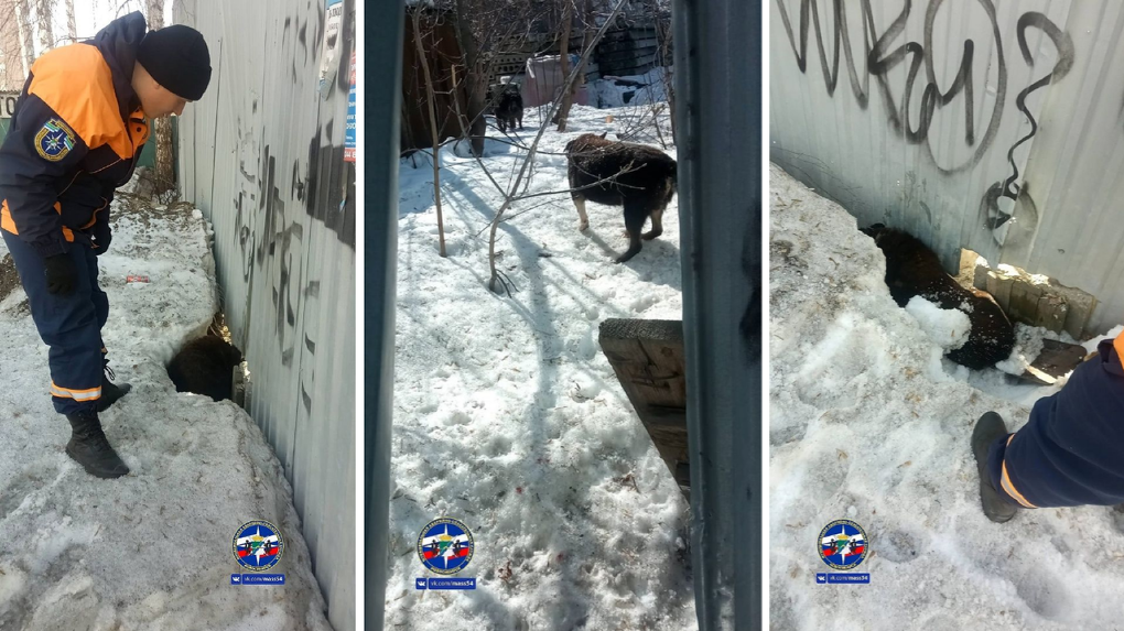 В Новосибирске спасатели МАСС освободили застрявшую в дыре забора собаку