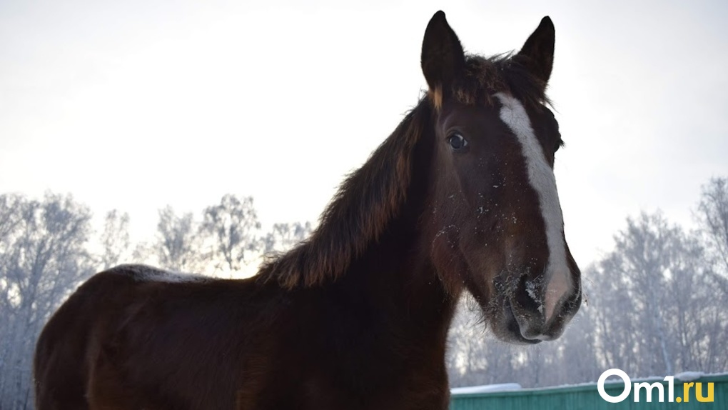 Три лошади чуть не затоптали 11-летнего мальчика в Новосибирске