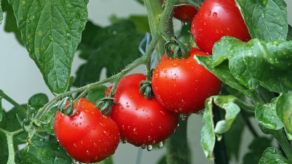 Удивите своих близких: новосибирцам рассекретили способ выращивания спелых и сочных помидоров