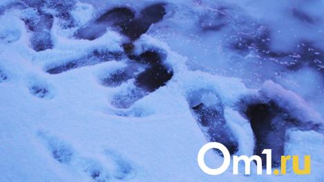 Под лёд Иртыша в Омской области провалились пенсионер и молодой парень