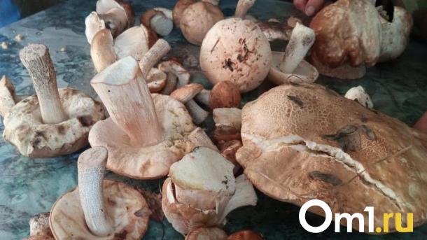 Где найти белые грибы? Омичи назвали места с рекордным урожаем
