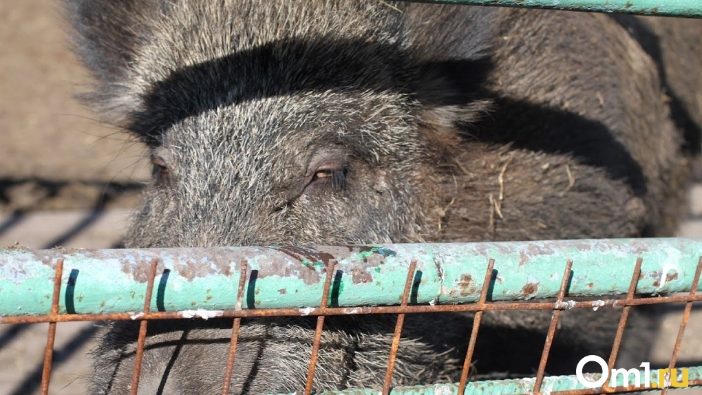 В Омске подстраховались на случай новой вспышки африканской чумы свиней