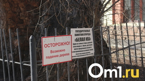 Омск лишился памятника природы «Ива белая»