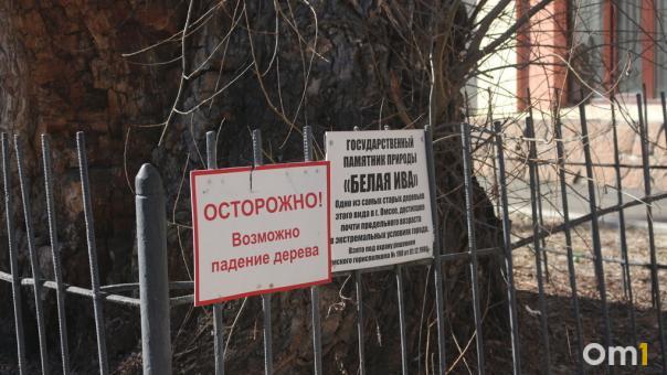 Омск лишился памятника природы «Ива белая»