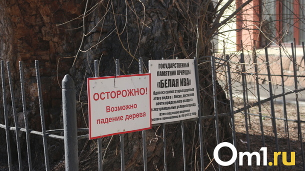 Омск лишился памятника природы «Ива белая»