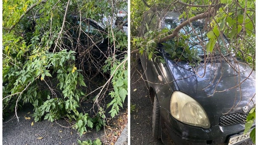 Дерево рухнуло на иномарку в Новосибирске: машина получила повреждения