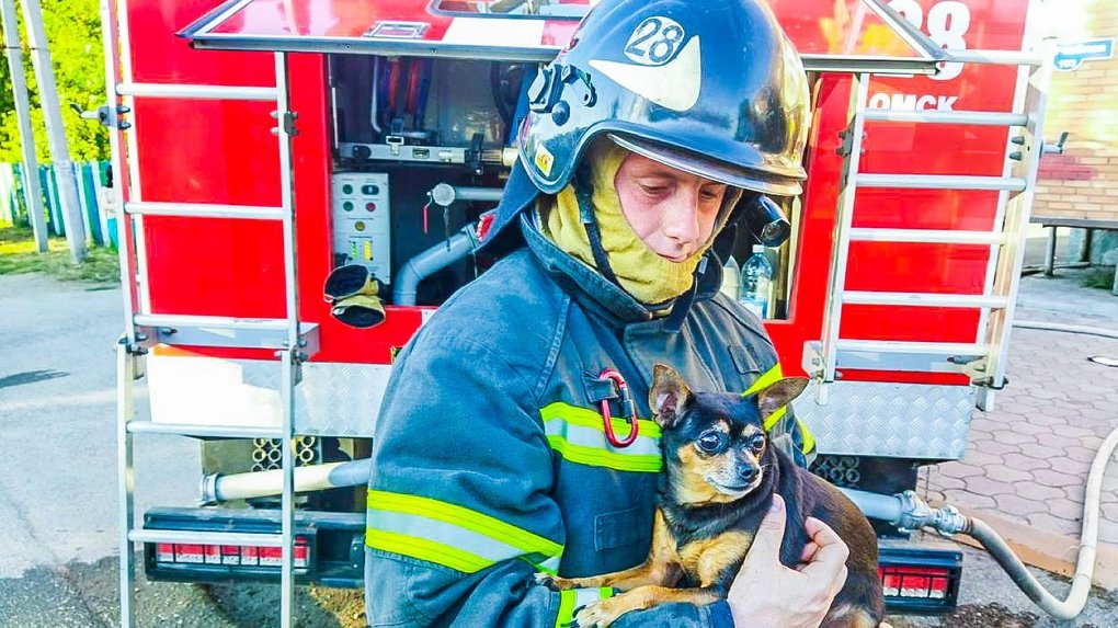 Омские пожарные вынесли из горящей квартиры пять кошек и собаку
