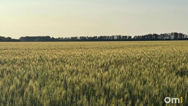 В Омске запустили маркетплейс для торговли сельхозпродукцией: как он работает?
