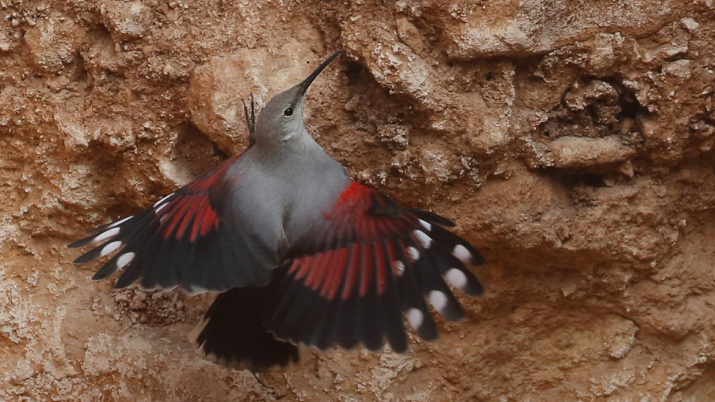 Орнитолог из Новосибирска сфотографировала турецкую краснокрылую птицу