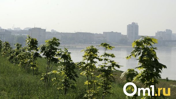 Август в Омске начнётся с туманов и жары до +33