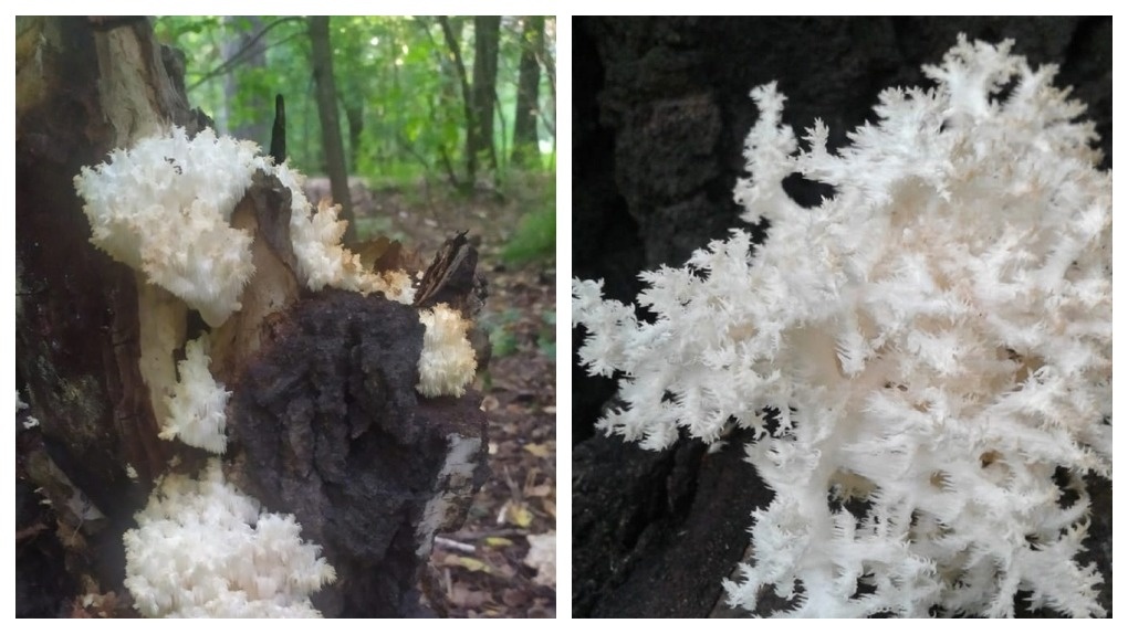 Жительница Новосибирска нашла в Сосновом бору краснокнижный коралловый гриб