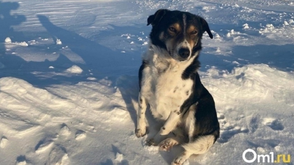 «Пёс пищал от боли»: новосибирцы пытаются защитить питомцев от химических ожогов «Бионордом»