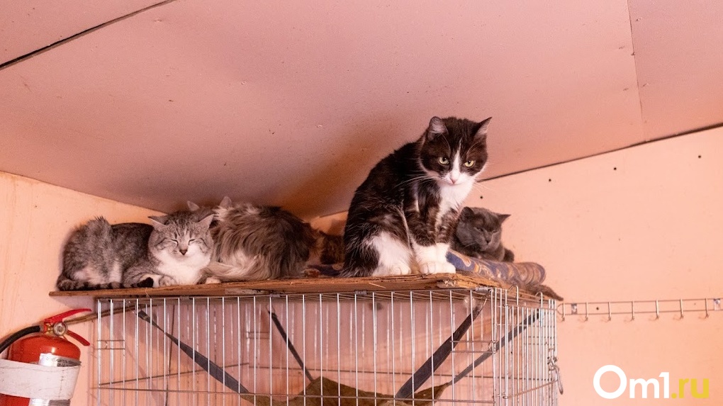 «Там дышать невозможно!»: в Новосибирске жалуются на соседку, поселившую в квартире 20 кошек с котятами