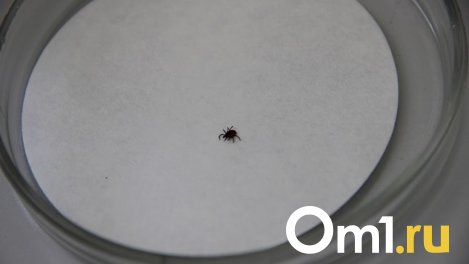 Омичам рассказали, чём были заражены клещи, покусавшие жителей региона