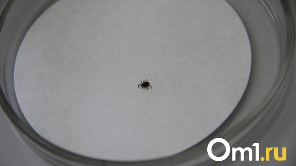 Омичам рассказали, чём были заражены клещи, покусавшие жителей региона
