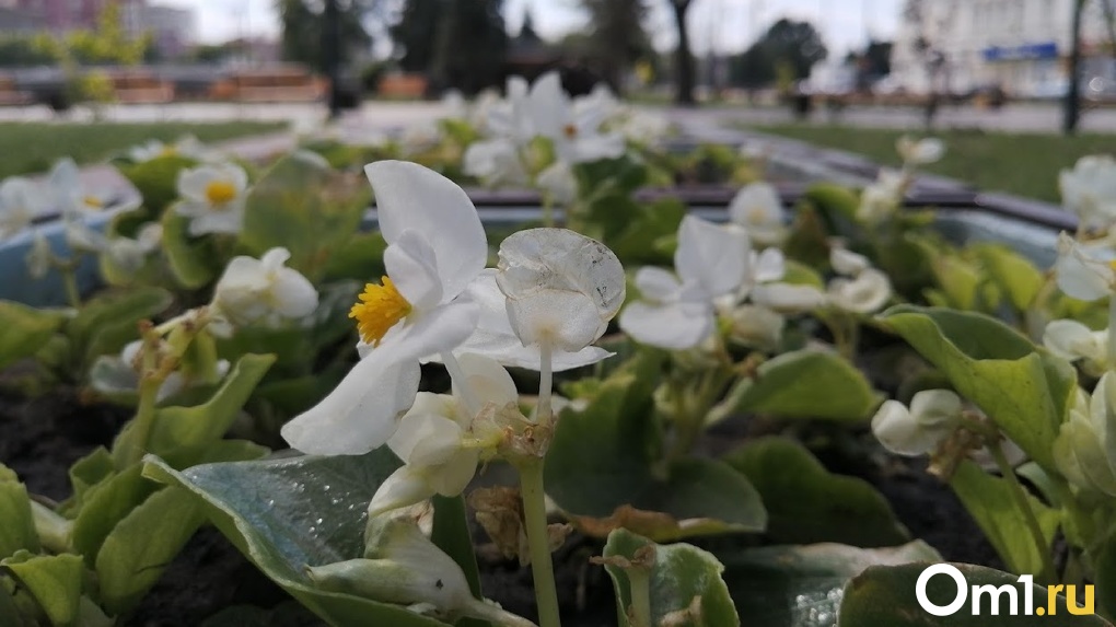 В Омске посадили почти полмиллиона цветов