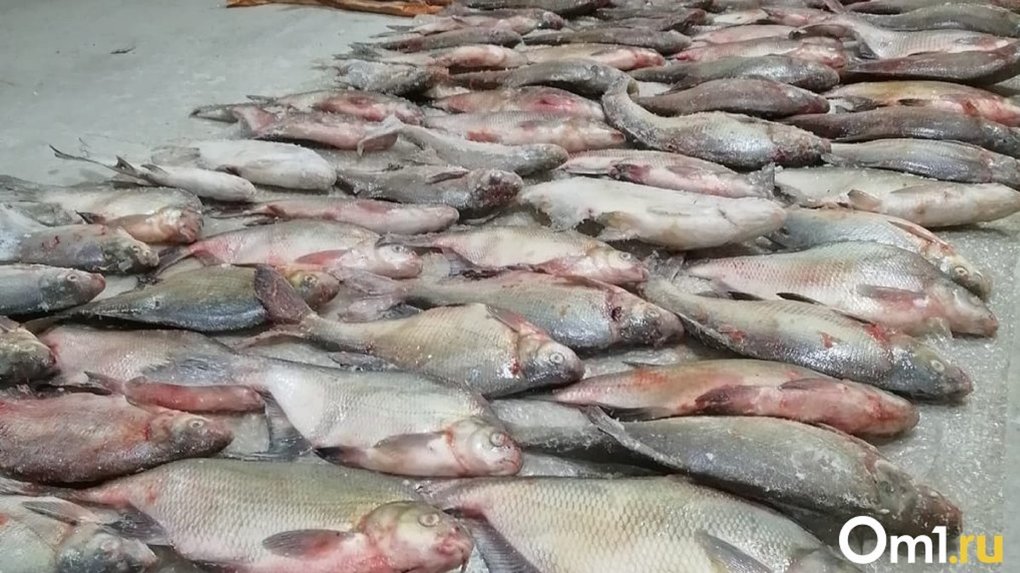 В омском озере рыбаки наткнулись на множество мёртвых карасей