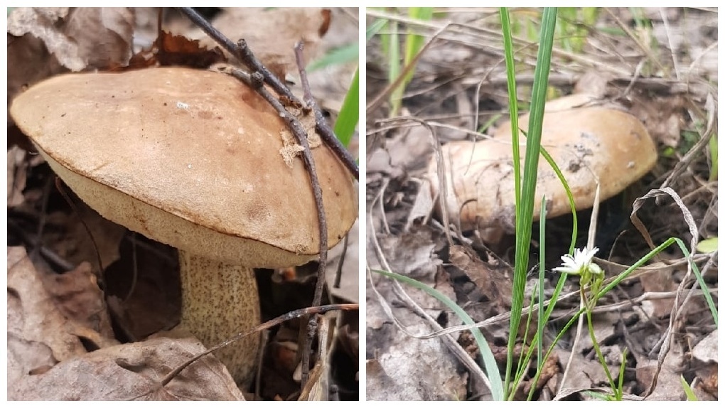 Фото урожая грибов делятся новосибирцы в соцсетях