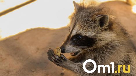 Новосибирский зоопарк снова открывает онлайн-продажу билетов