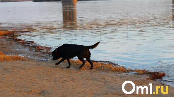 Омский муниципальный приют для животных возглавил новый руководитель