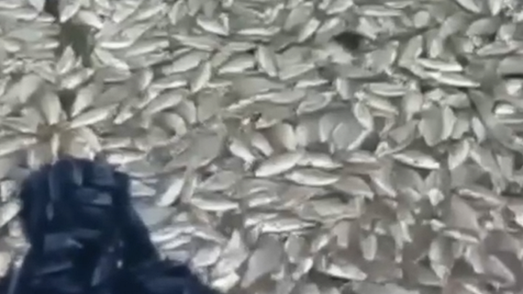 Берега усеяны мёртвыми карасями: ещё в одном озере Омской области массово погибли рыбы