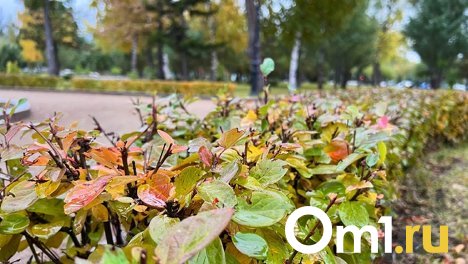 Туманно, сыро и зябко: после жары в Омскую область придёт похолодание до +5