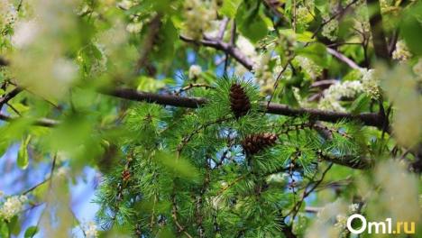 В поселениях Омского района проводятся сезонные работы по благоустройству