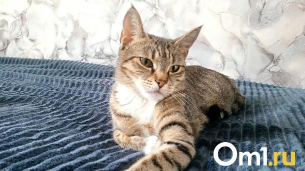 Омичам назвали породы кошек, которые станут верными спутниками жизни