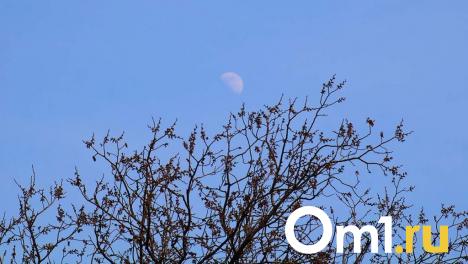 Ещё в одном районе Омской области ввели карантин из-за опасного вредителя