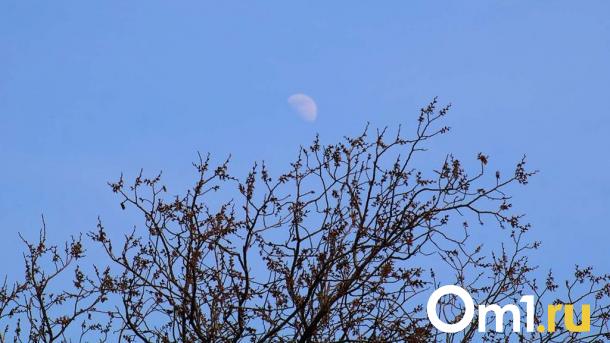 Ещё в одном районе Омской области ввели карантин из-за опасного вредителя