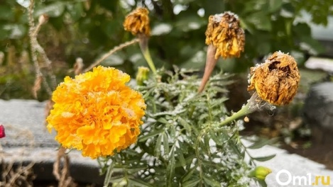 Заморозки ударят в Новосибирской области в ближайшие дни