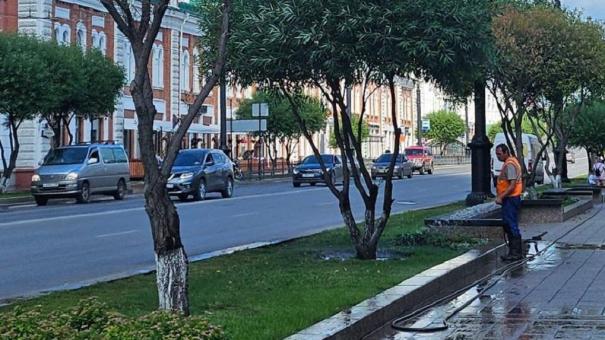 В центре Омска меняют засохшие ивы на новые