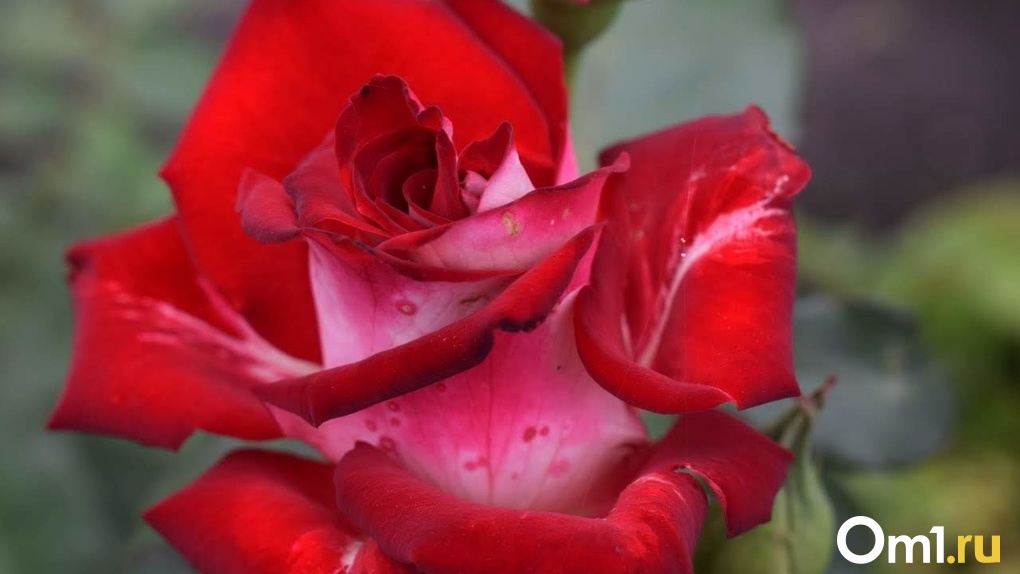 Новосибирец украл из цветочного киоска 15 роз и подарил жене