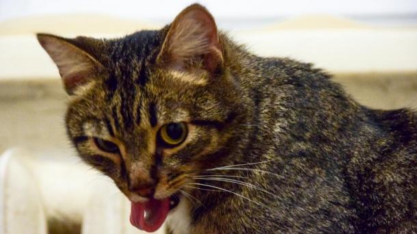 Почему ваша кошка не убирает язык? Ветеринары предупреждают о скрытых опасностях