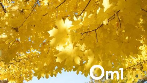 Бабье лето ожидает омичей с приходом рабочей недели