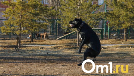 Омичка заявила, что дети прыгают на собак «как кузнечики»