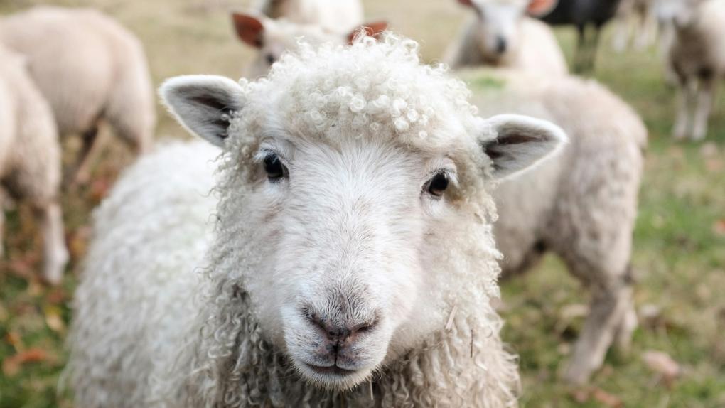 Фермер обвинил компаньона в вооружённом рейдерском захвате элитных овец
