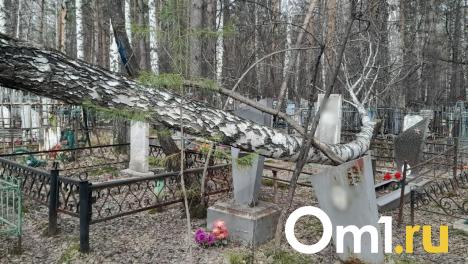 Чудо среди могил: упавшая берёза на кладбище Новосибирска не тронула ни одного памятника