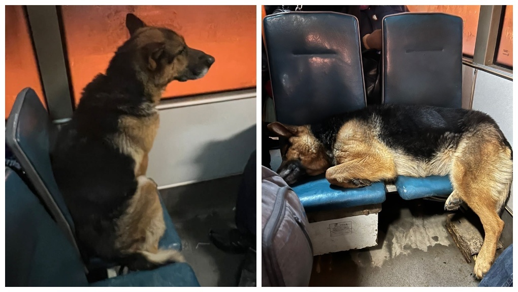 Потерявшаяся собака катается на трамвае №13 в Новосибирске