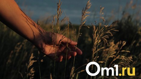 Новосибирская область впервые отправила на экспорт более 20 тонн рапсового жмыха