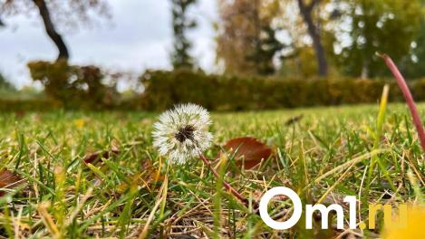 Омич нарвал десять кило конопли прямо на городских улицах