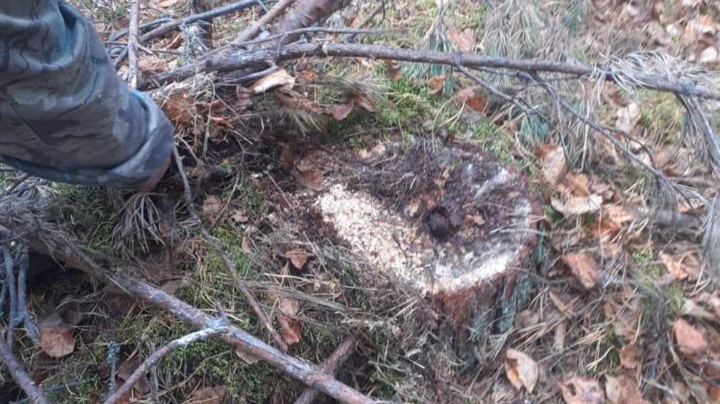На севере Омской области вновь вырубили хвойный лес — пеньки спрятали под мхом