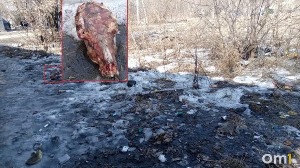 Отрезанные головы на территории жилмассива и школы шокировали новосибирцев