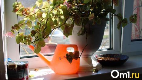 Растения вместо картин: как изменились предпочтения омичей в декоре дома