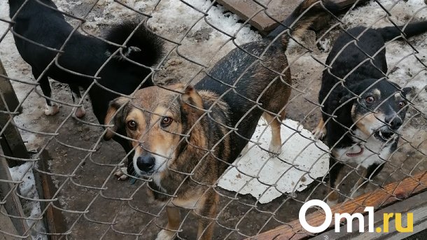 Хозяйку 44 истощённых собак принудительно поместят в психиатрическую больницу в Новосибирске