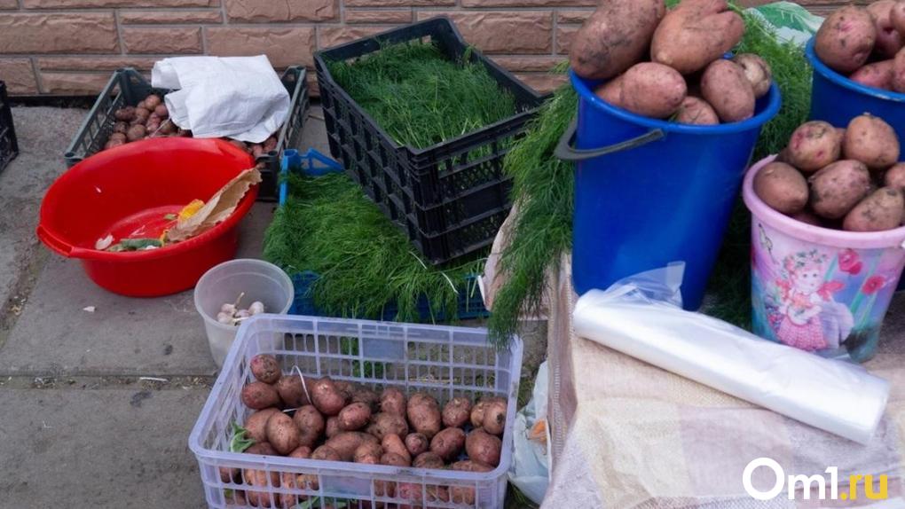 Аномальные дожди в Омской области угрожают посадкам картофеля