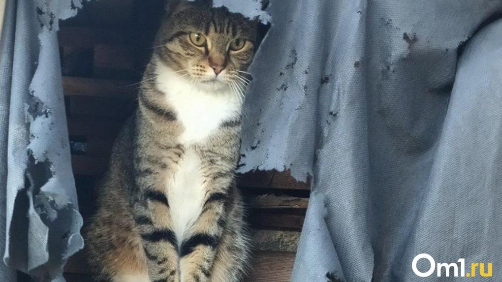 Мешки с живыми кошками нашли под Новосибирском
